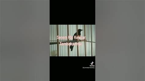 pejantan mundar mandir posisi dokor youtube