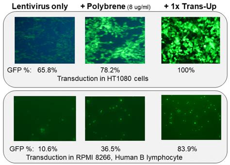 Lentivirus Transduction Enhancer