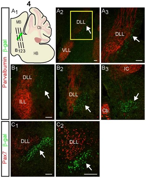 Double Labeling Analysis Of ß Gal And Pv A And B Or Pax7 C