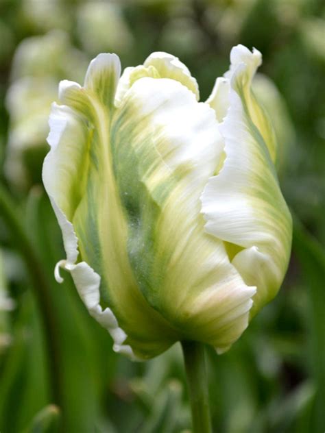 Green Parrot Tulips