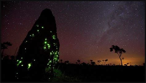 Parque Nacional Das Emas Museu Do Cerrado