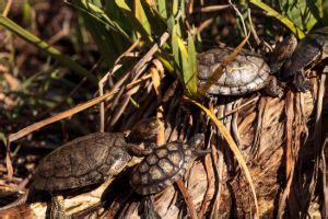 What Eats Turtles Turtles And Their Natural Predators All Turtles