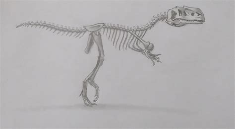 Allosaurus skeleton. : r/DinosaurDrawing