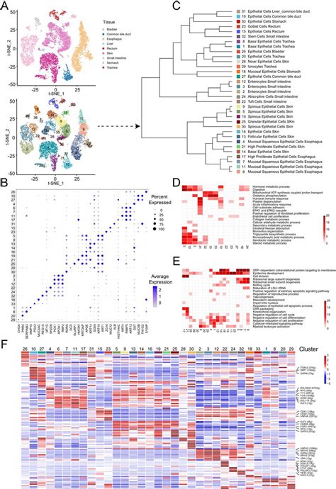 Single Cell Transcriptome Profiling An Adult Human Cell Atlas Of 15