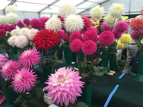 National Dahlia Society Annual Show 2015 And Rhs Dahlia Trials Jack