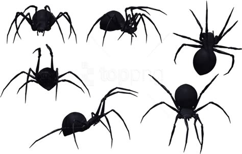 Free Png Spider Png Images Transparent Spiders Png Clipart Large