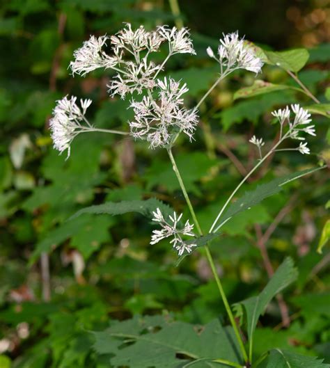 Ageratina altissima (White snakeroot)