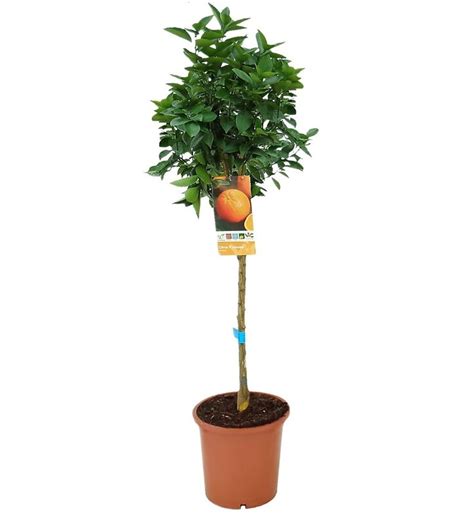 Naranjo Navel Citrus Sinensis — Gardenshop