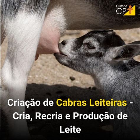 Criação de Cabras Leiteiras Cria Recria e Produção de Leite