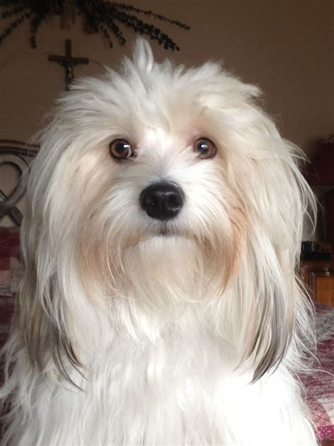 Havanese | Havanese dogs, Havanese puppies, Havanese