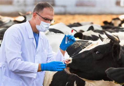 Rinotraque Te Infecciosa Bovina Conhe A A Ibr Bovina