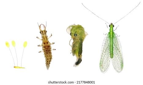 Soft Larvae Royalty-Free Images, Stock Photos & Pictures | Shutterstock