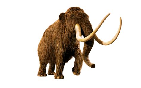 Mammoth Png Transparent Image Download Size 1262x792px