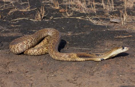 Spectacled Cobra | Rahul Alvares