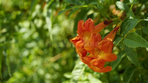 Campsis Radicans Also Known As Trumpet Creeper Stock Photo Image Of