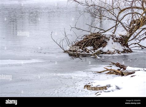 Muskrat dam hi-res stock photography and images - Alamy