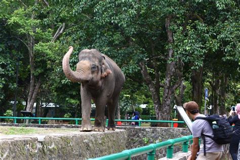 Jakpost Guide To Ragunan Zoo Guide To The Jakarta Post