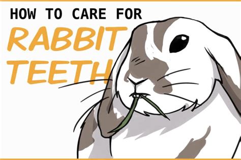 How To Care For Your Rabbits Teeth