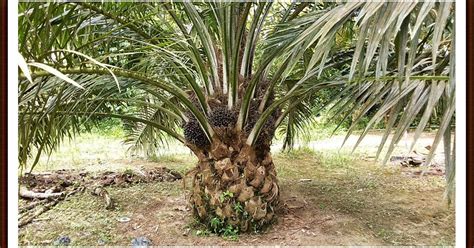 Pembekal Baja Cara Meningkatkan Hasil Tanaman Kelapa Sawit