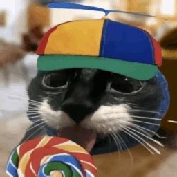 Cat Lollipop Meme - Cat Lollipop Propeller hat - Discover & Share GIFs