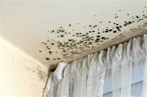 6 Reasons Why Mould Growth Happens And How To Prevent It