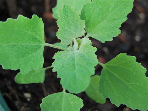 Lambsquarters Identification