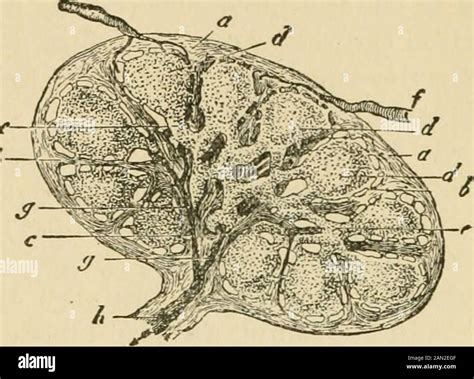 Pig respiratory system hi-res stock photography and images - Alamy