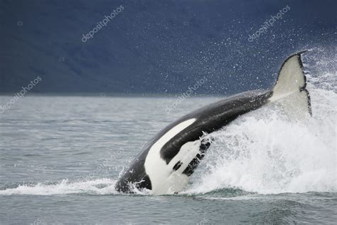 Killer Whale Tail Stock Photo Ivkovich 4574362