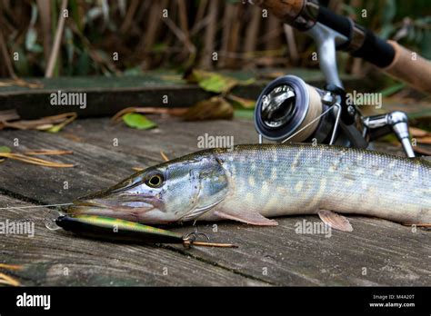 Freshwater Northern Pike Fish Know As Esox Lucius And Fishing Rod With