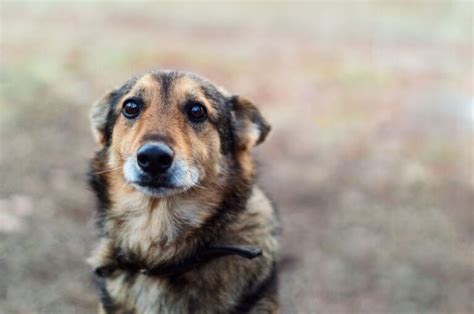 Adoptable Dogs - Fresno Animal Center