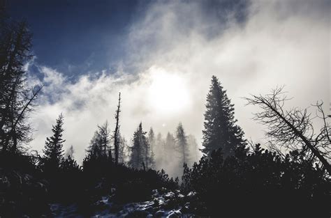 Kostenlose Foto Baum Natur Wald Ast Berg Schnee Winter Licht