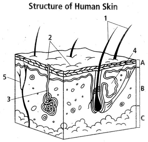 Structure Of The Skin Diagram Quiz Diagram Of The Structure