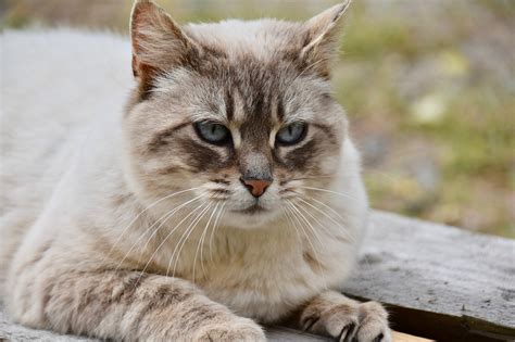 Cat Kitten Pussy Nala Alley Free Photo On Pixabay Pixabay