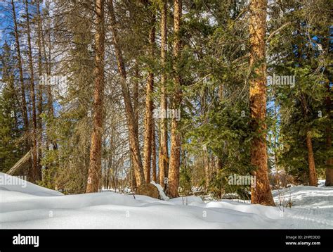 The Natural Beauty Of Winter In Fraser Colorado Fraser River Trail