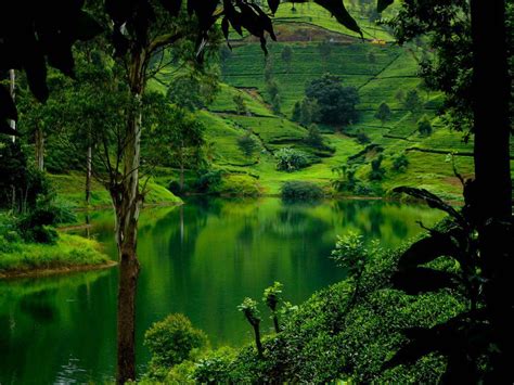 Lush Green Hills Of Sri Lanka