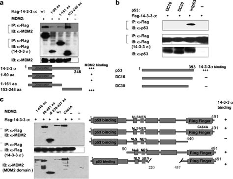 14 3 3 Interacts With C Terminal Domains Of Both Mdm2 And P53 A