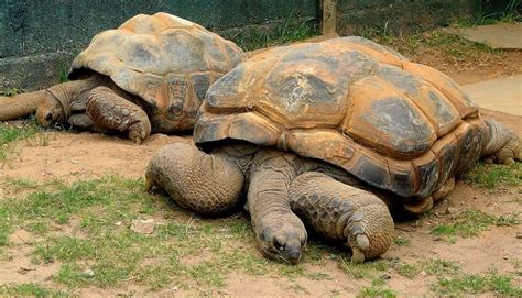 Bandeja Barcelona Inflaci N Tortuga Gigante Precio Mar A Arbusto Empujar