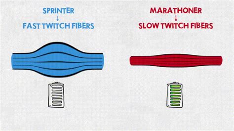 Muscle Fibers  On Imgur