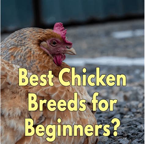 What Are The Best Chicken Breeds For Beginners