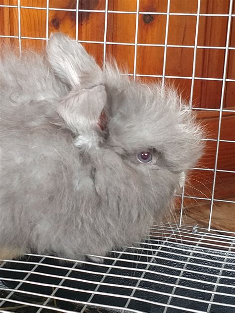 English Angora Rabbit Colors