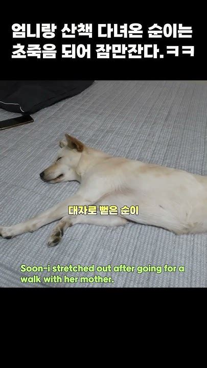 강아지순이 Shorts 엄마랑 산책 다녀온 순이는 저세상 개가 Soon I Stretched Out After Going