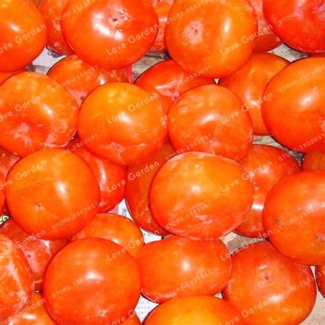 20 Pcs Persimmon seeds - BuyingSeed.com - Free Shipping - Up to 70% OFF