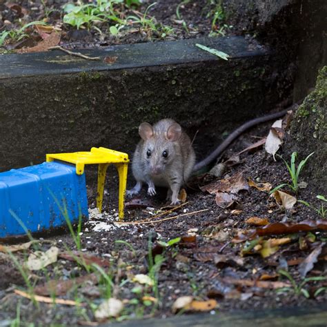 Population de rats à Paris chiffres alarmants et dangers sanitaires