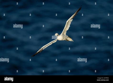 Northern Gannet Morus Bassanus An Adult Bird In Flight Set Against A