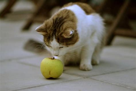 ¿los Gatos Pueden Comer Manzana Beneficios Y Contraindicaciones