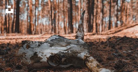 A dead animal in the middle of a forest photo – Free Grey Image on Unsplash