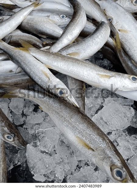 Categoría «Ikan kekacang» de fotos, imágenes e ilustraciones | Shutterstock