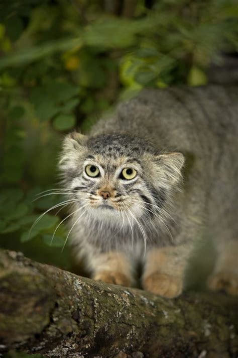 MANUL otocolobus manul stock image. Image of standing - 171562751