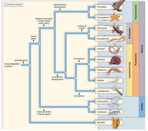 Phylogenetic Tree Animals