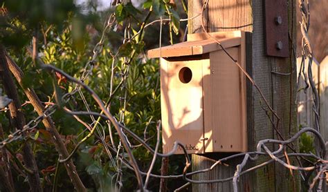 Home Birding Deport